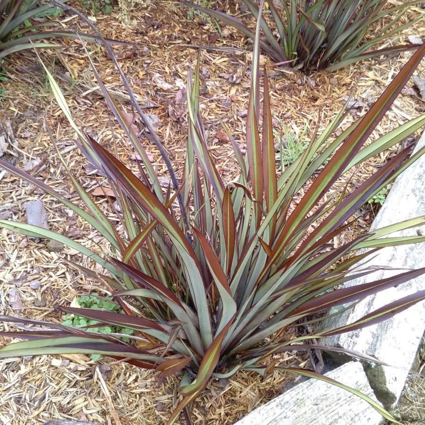 Phormium Surfer Bronze