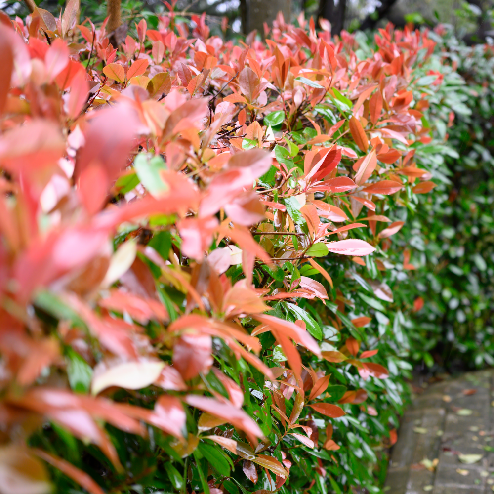 Photinia Red Robin