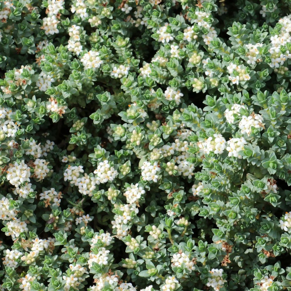Pimelia Anatoki Blue