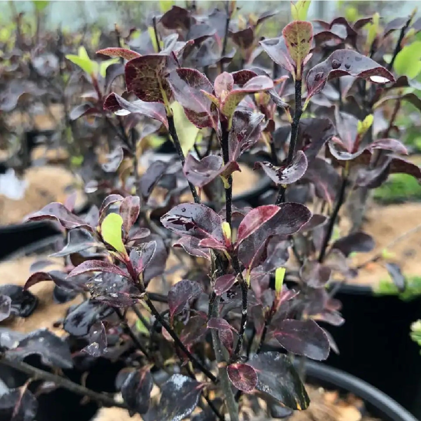 Pittosporum Dark Place