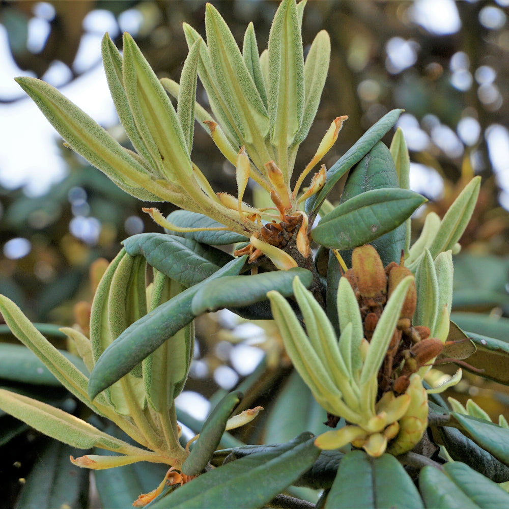 Rhododendron Harry Tagg