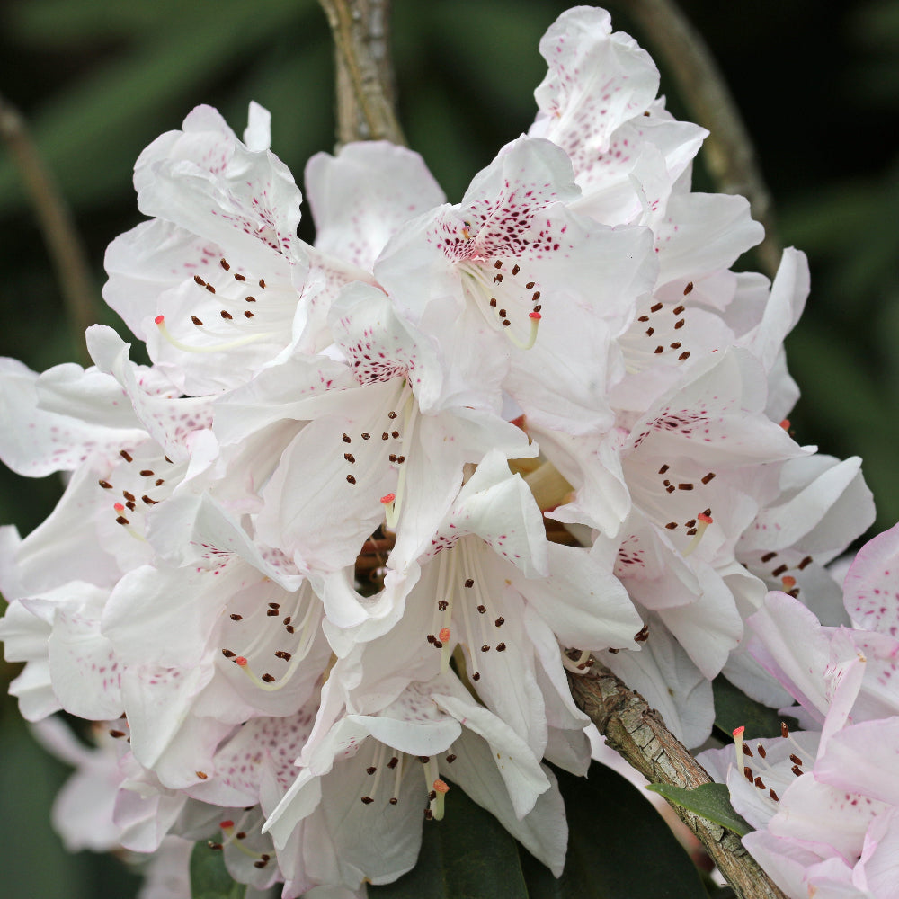 Rhododendron Kotoku