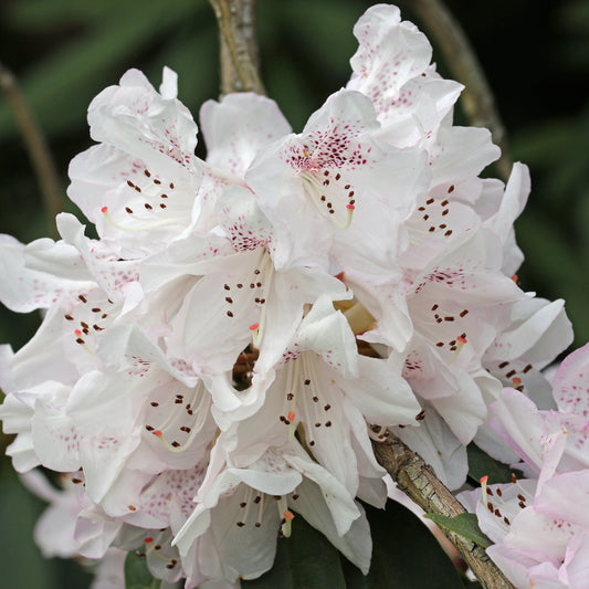 Rhododendron Kotoku