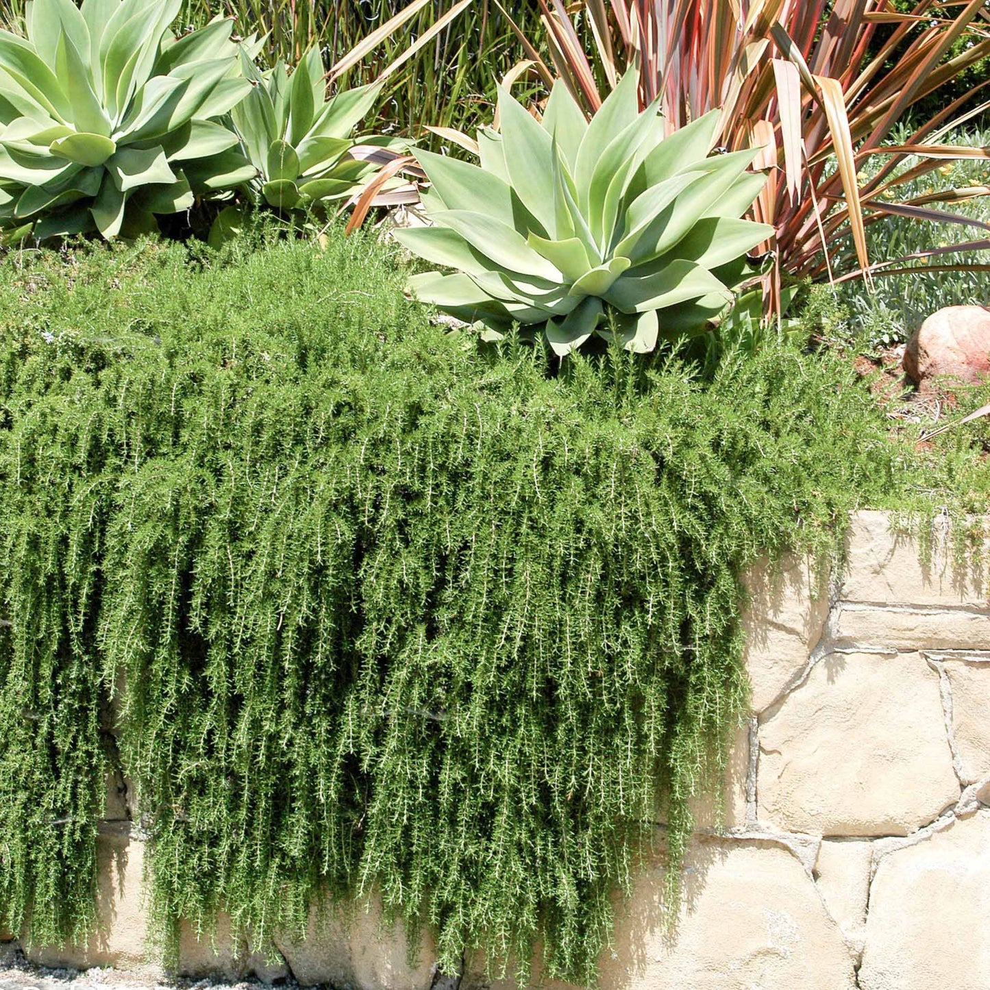 Rosemary Ground Cover