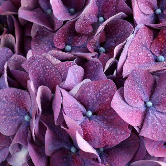 Hydrangea Merveille Sanguine