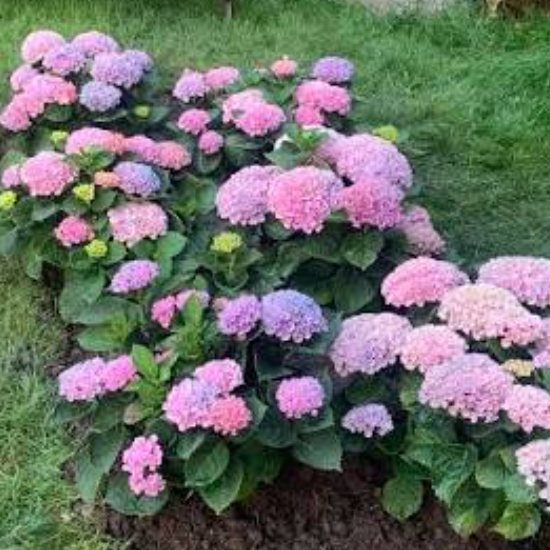 Hydrangea Magical Revolution