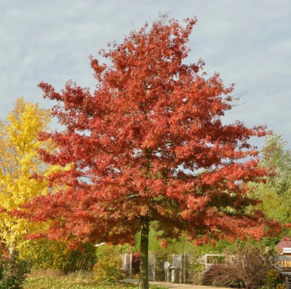 Quercus Palustris Pin Oaks