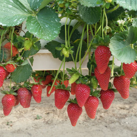 camarosa strawberry seeds Strawberry Camarosa – Making Gardens Affordable