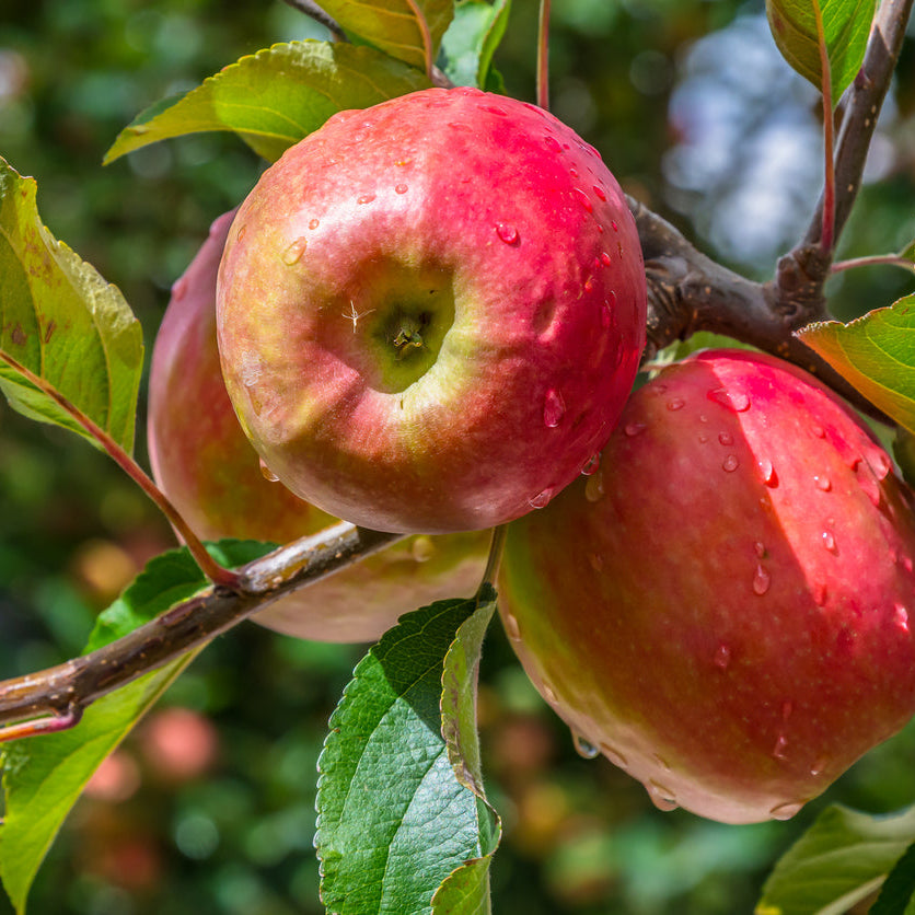 Apple Pink Lady