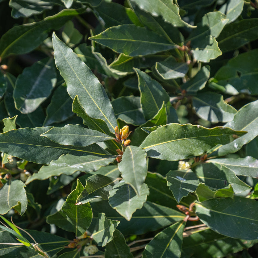 Bay Tree