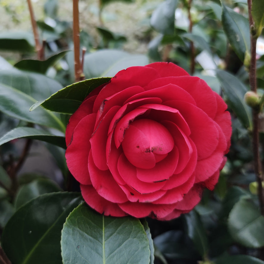 Camellia Black Lace