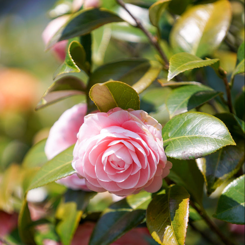 Camellia Buttons & Bows