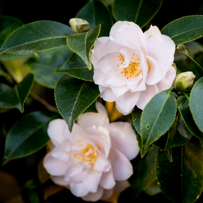 Camellia Fairy Blush