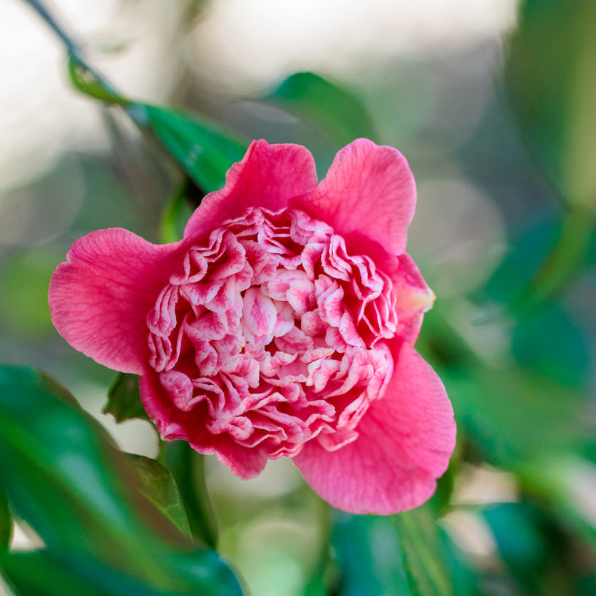 Camellia Shikibu