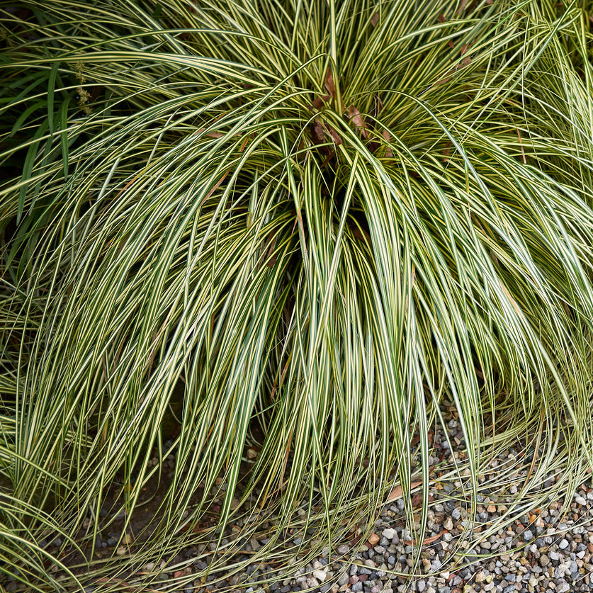 Carex Featherfalls