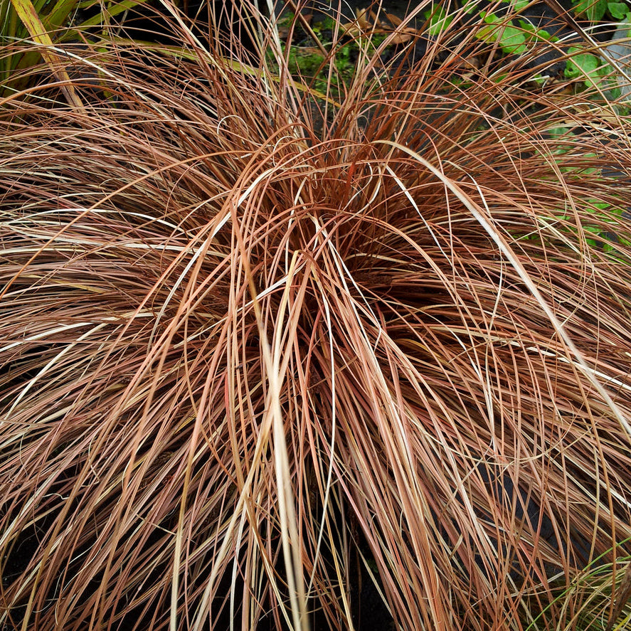Carex Testacea