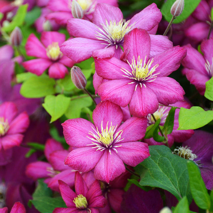 Clematis Rosebud