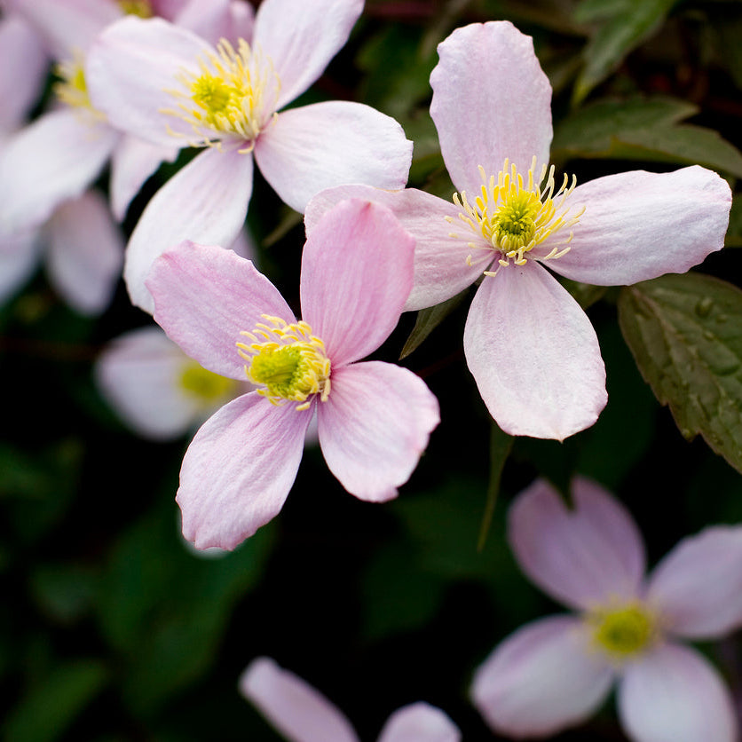 Clematis Rubens