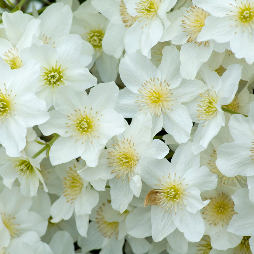 Clematis Snowflake