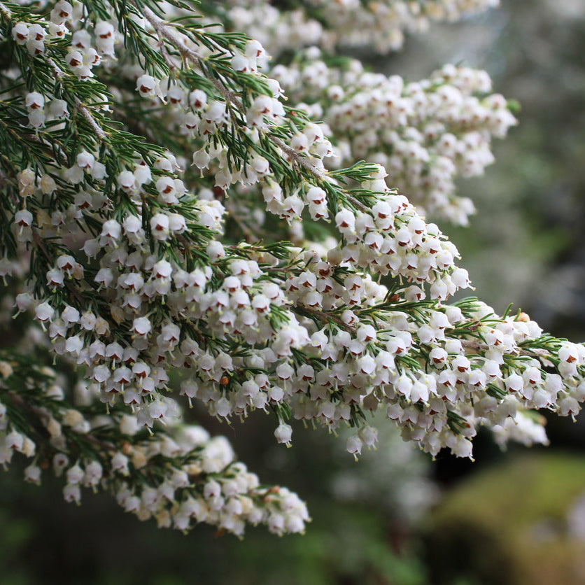 Erica Springwood White