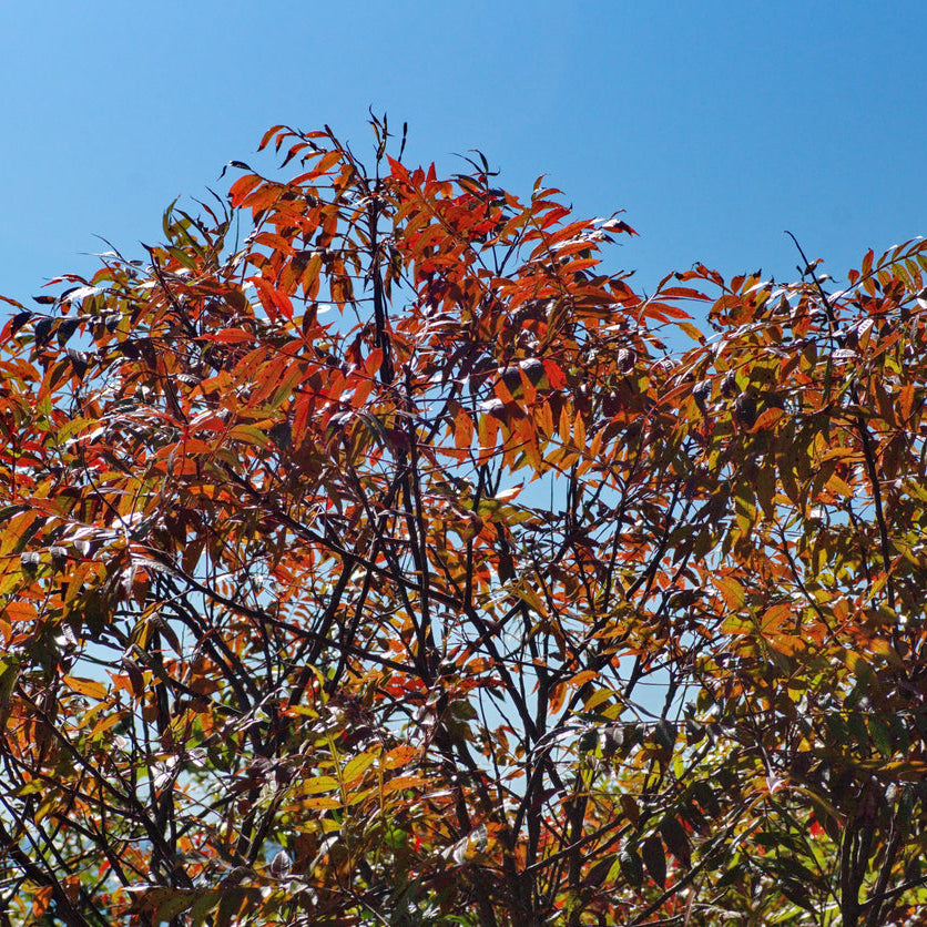Fraxinus Raywoodii
