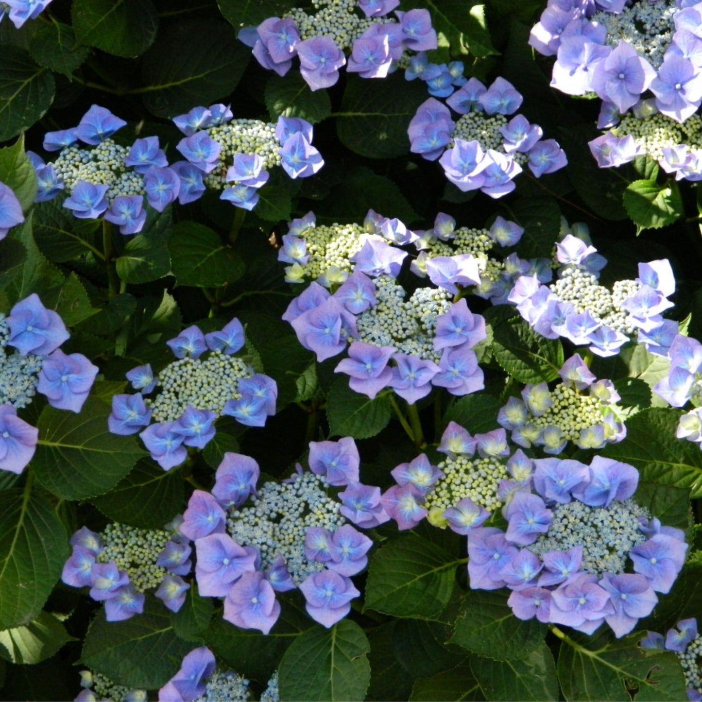 Hydrangea Blaumeise