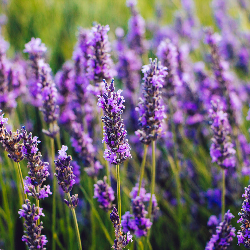 Lavandula Deep Purple