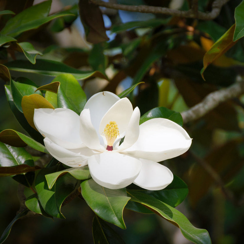 Magnolia Teddy Bear