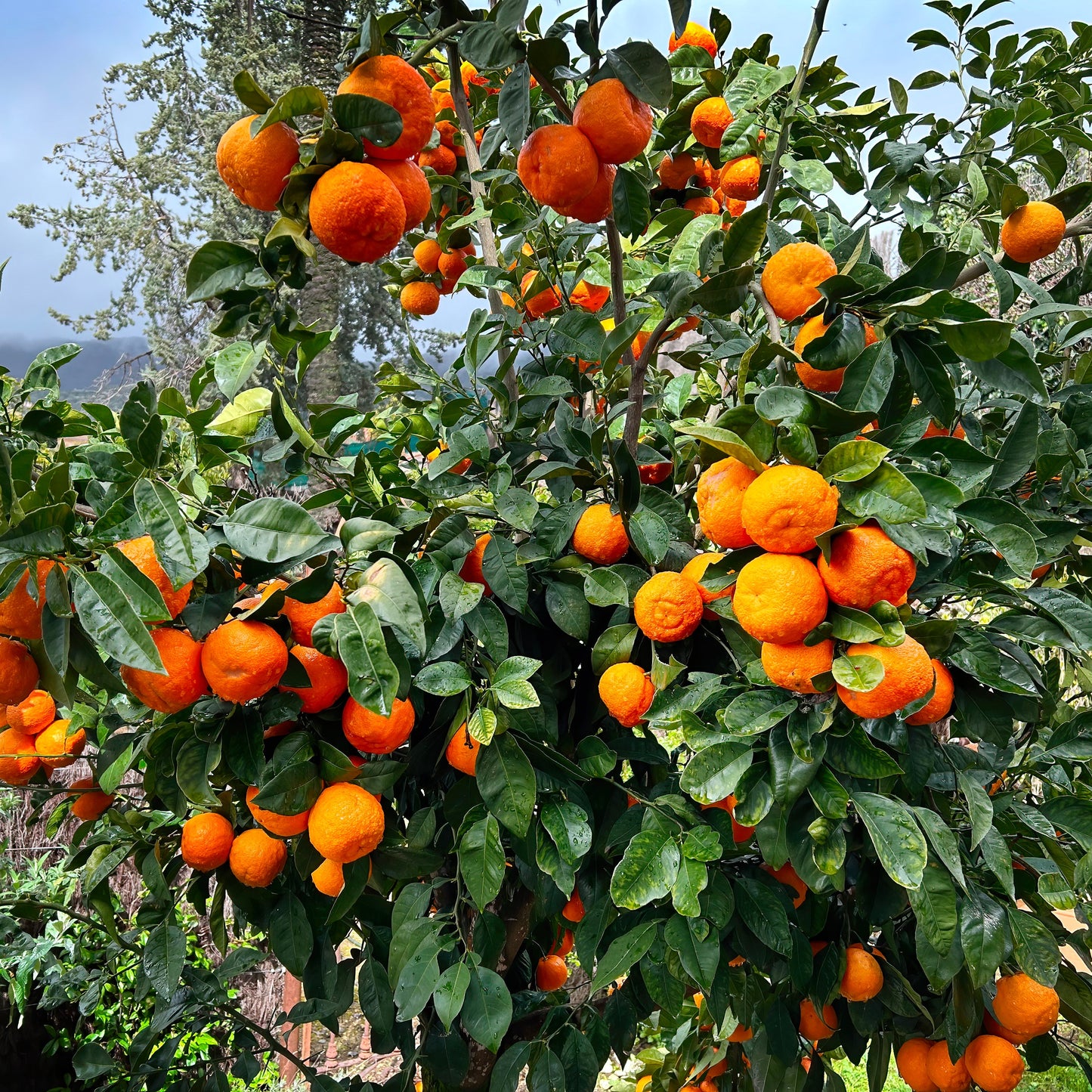 Mandarin Encore Dwarf