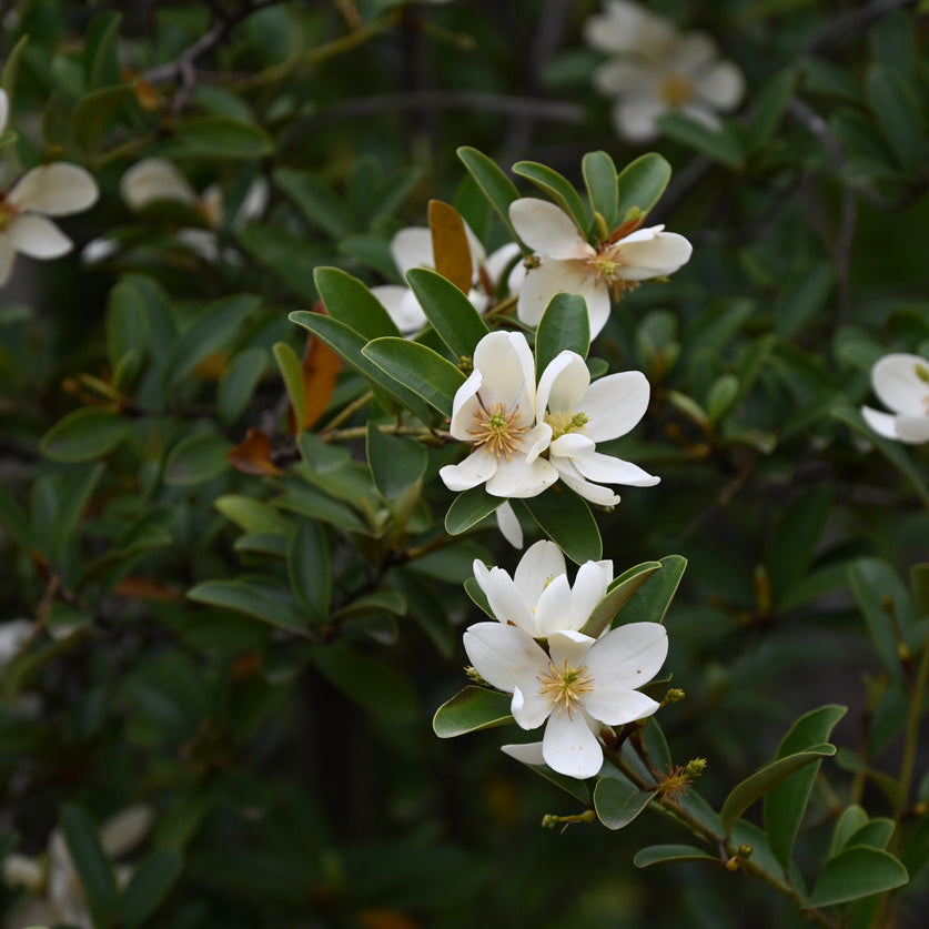 Michelia Lemon Fragrance
