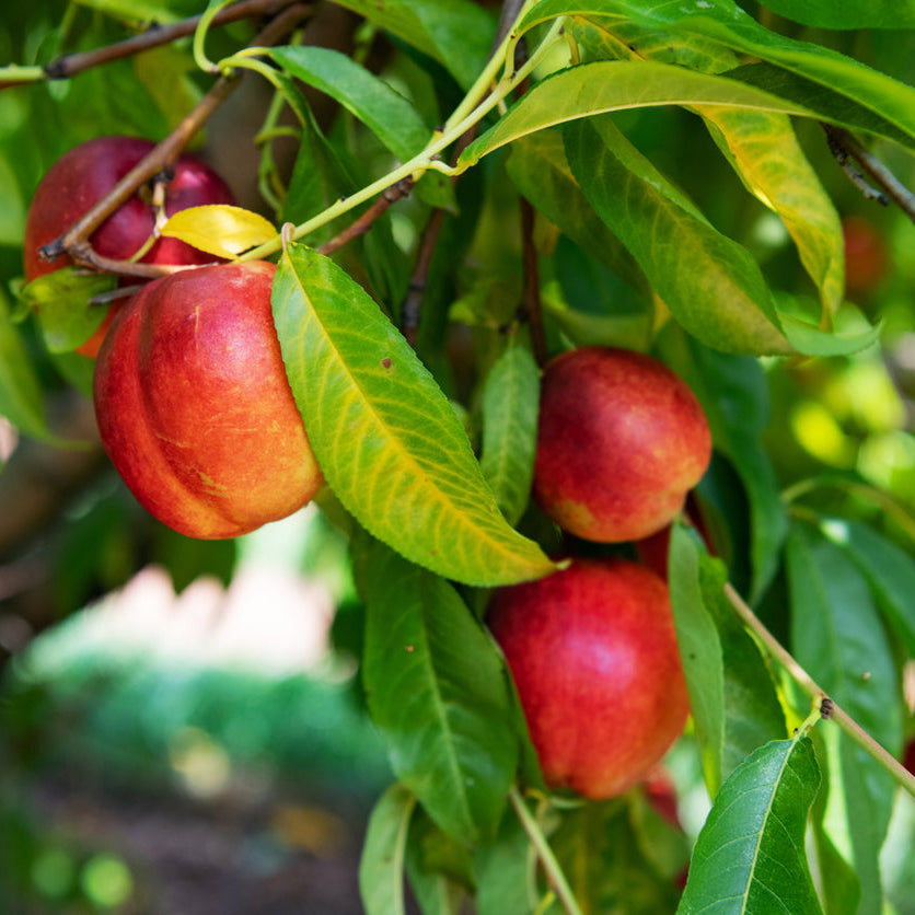 Nectarine Flavourzee