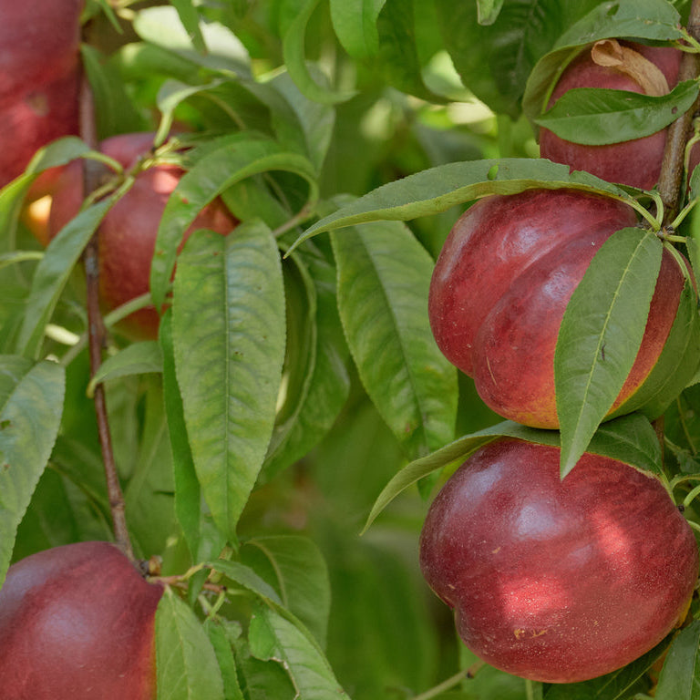 Nectarine Red Gold