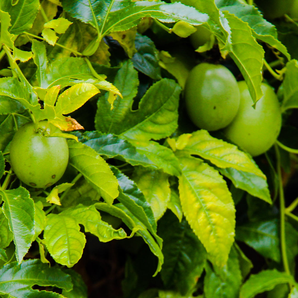 Passionfruit