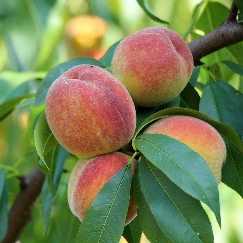 Peach Garden Lady — 60cm