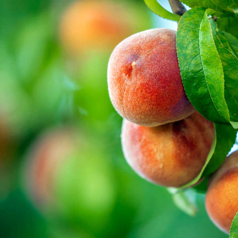 Peachcot