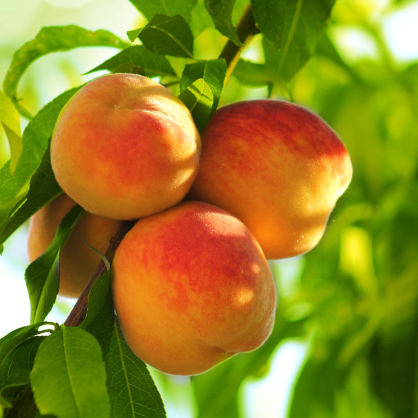 Peacherine