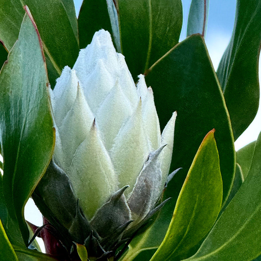 Protea Almond Frost