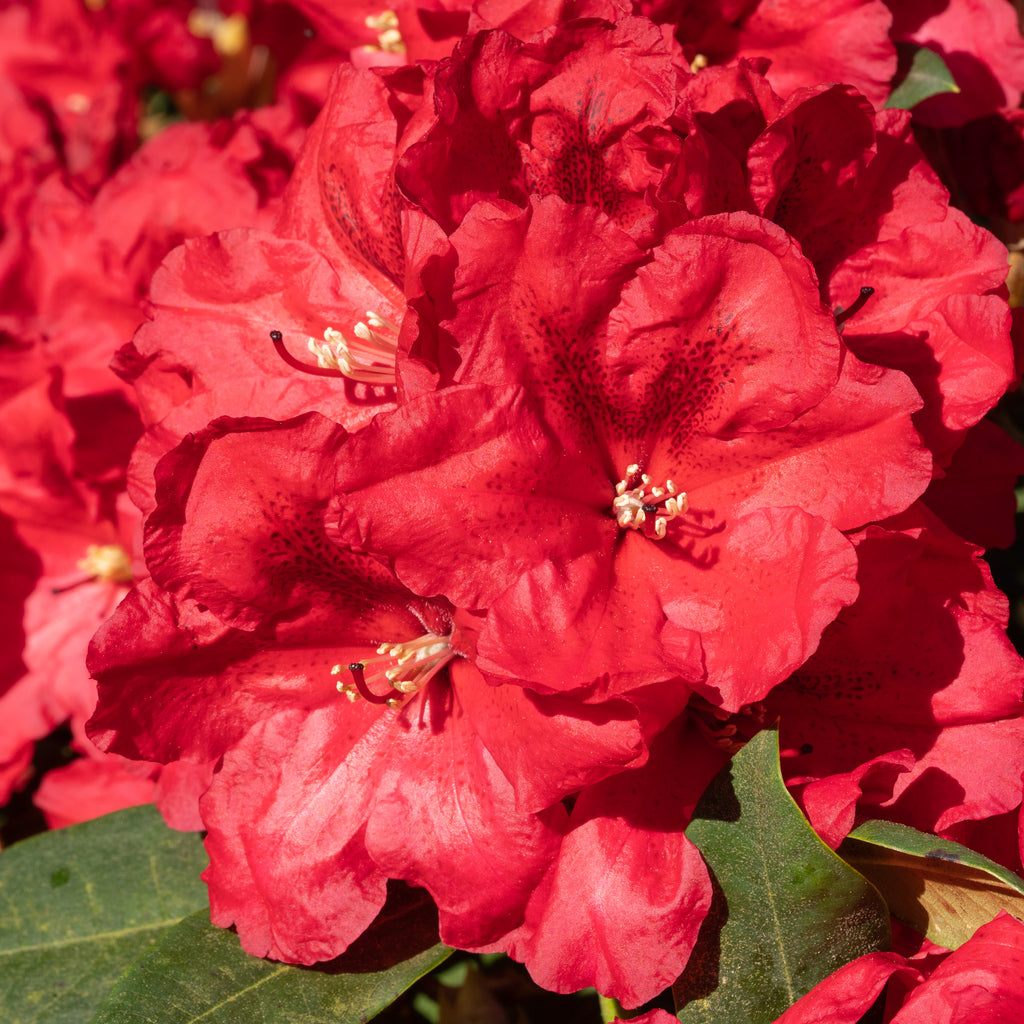 Rhododendron Black Magic