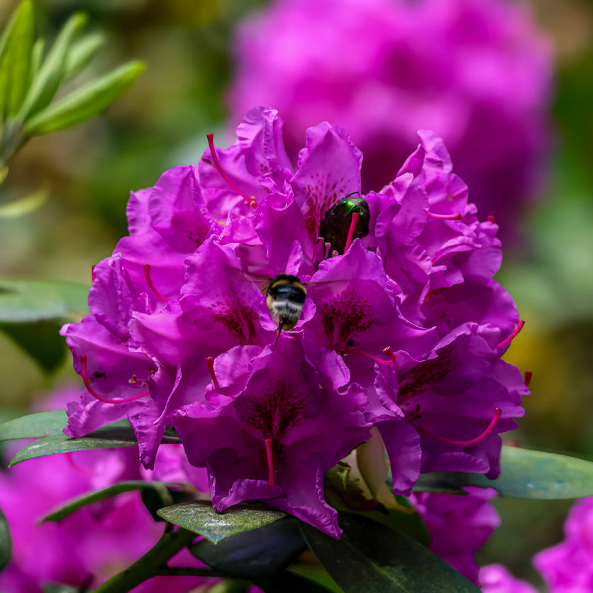 Rhododendron Bumble Bee