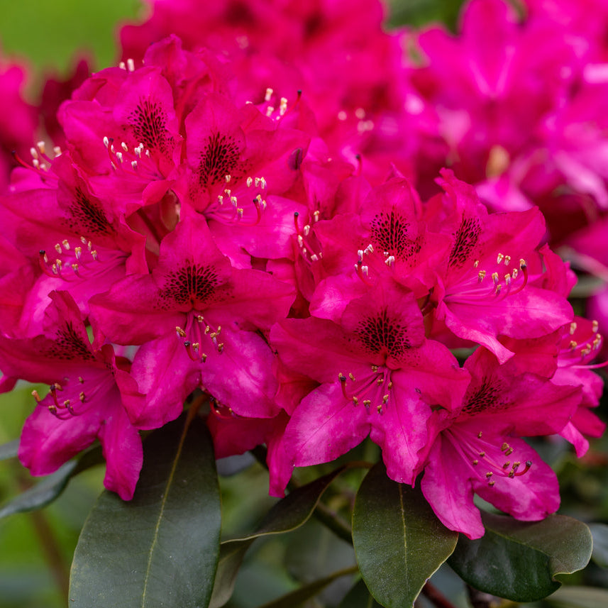 Rhododendron King Cerise