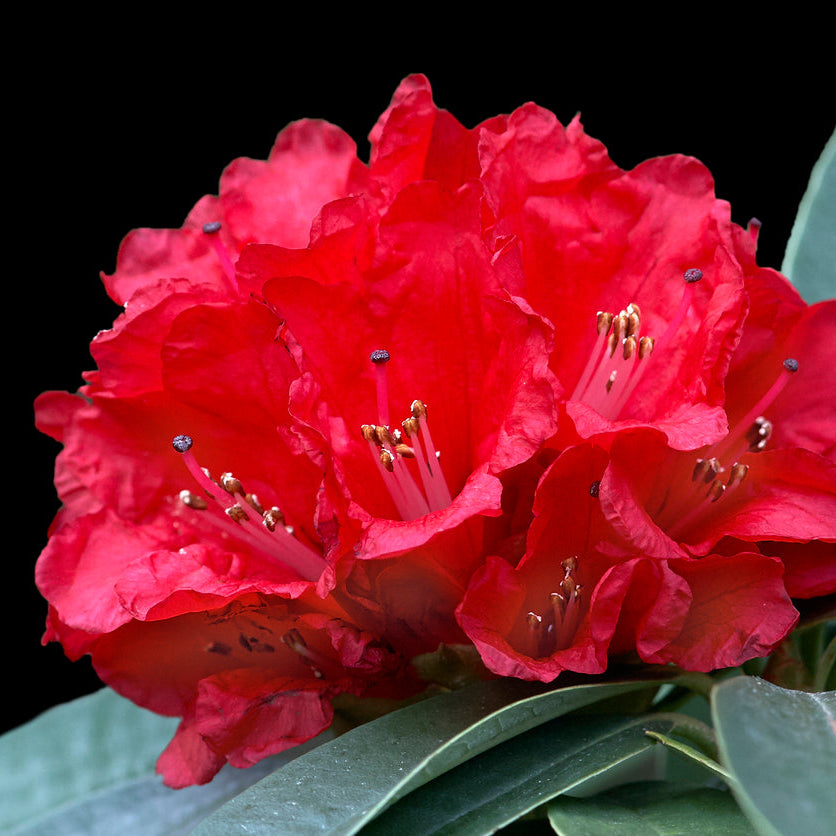 Rhododendron Markeeta's Prize