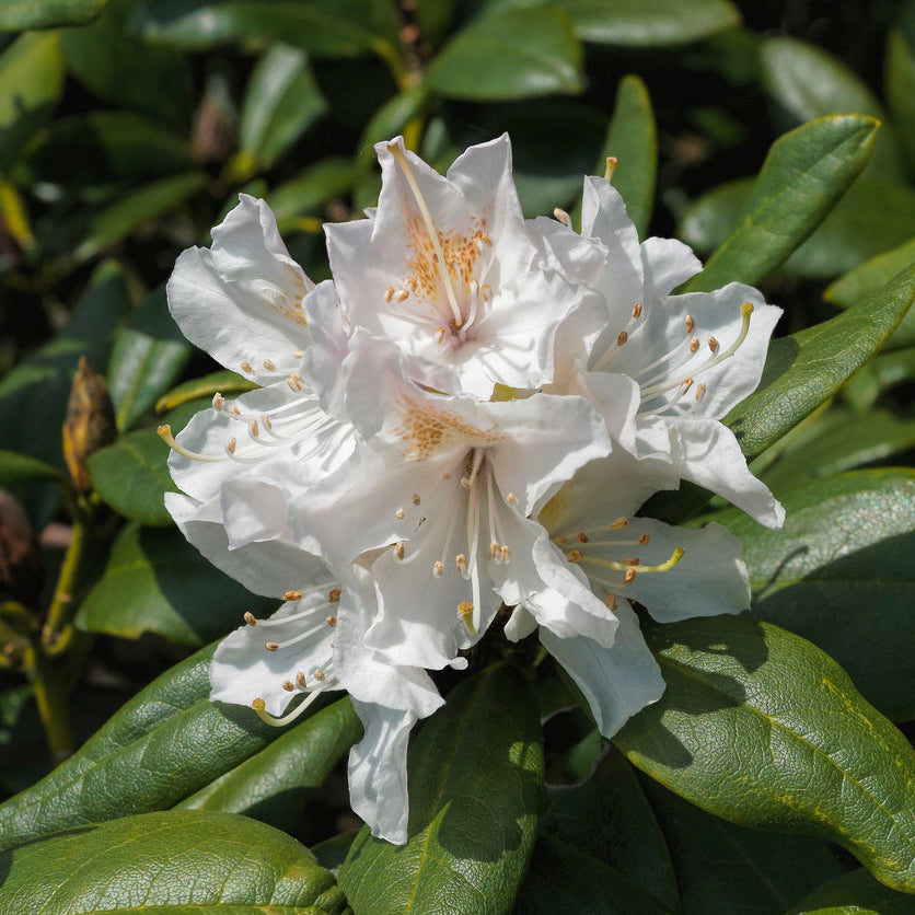 Rhododendron Mt Everest