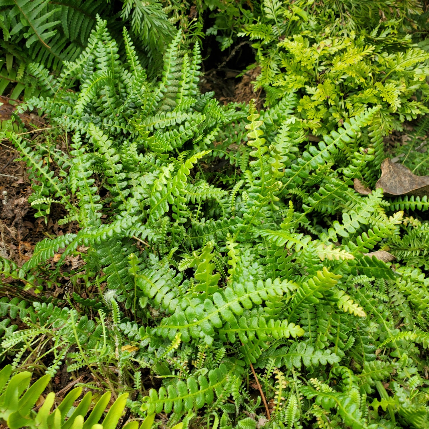 Ground Cover