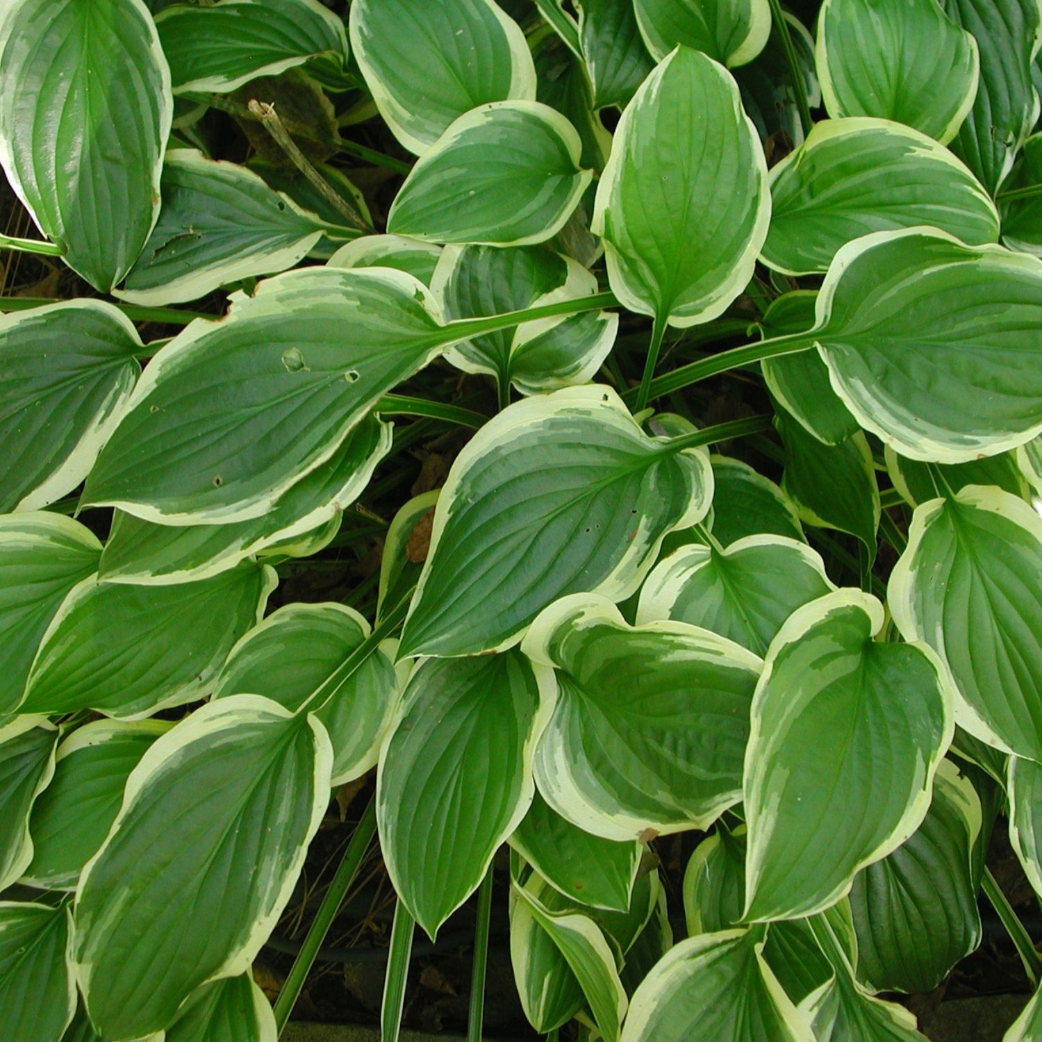 Hostas