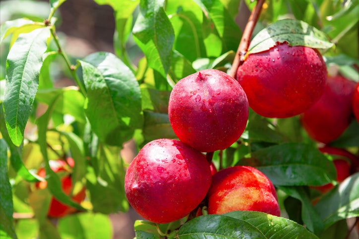 Fruits