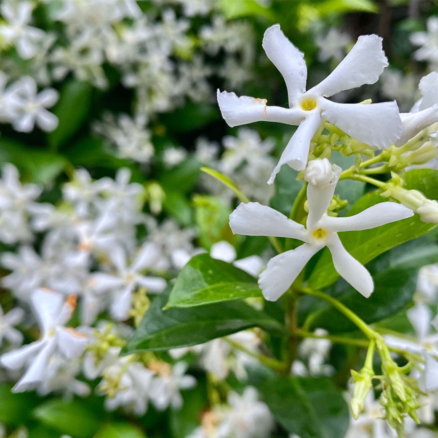 $7 and under quality plants