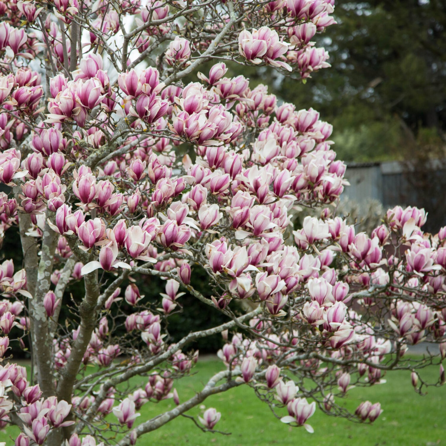 Ornamental Trees