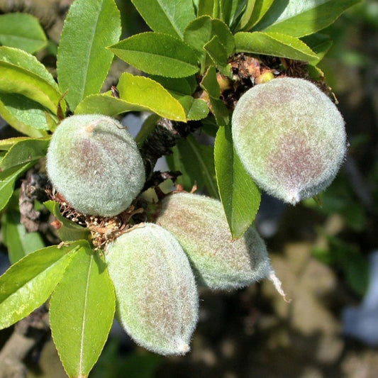 Almond Garden Prince