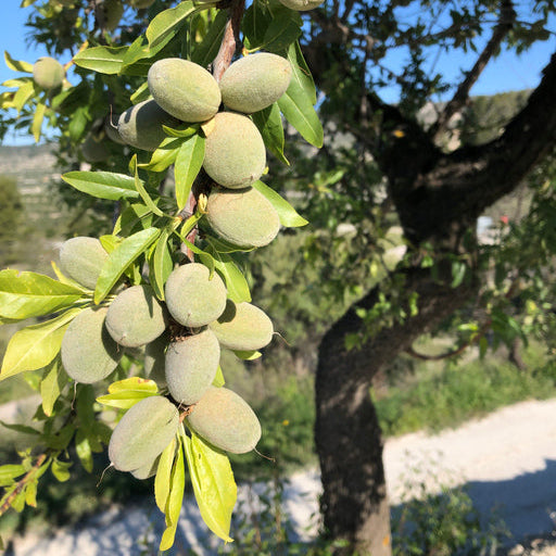 Almond Garden Prince