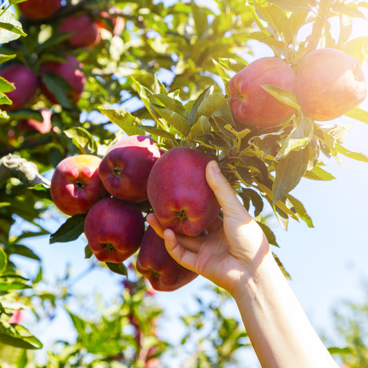 Apple Fuji (Self Fertile)